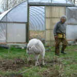 Boni and her goat (Houdini) - 2006