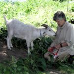 Boni's Goat, Houdini in 2004