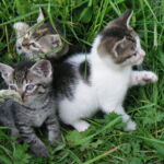 Boni's Kittens - 2004