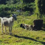 Houdini (Boni's Goat) - 2003